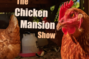 The Chicken Mansion Show